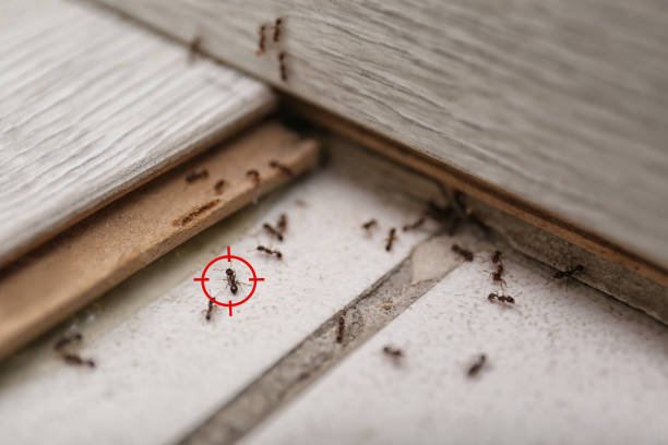 Best Ant Control Services  in Bay Harbor Islands, FL