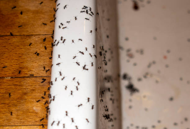 Best Termite Control Services  in Bay Harbor Islands, FL