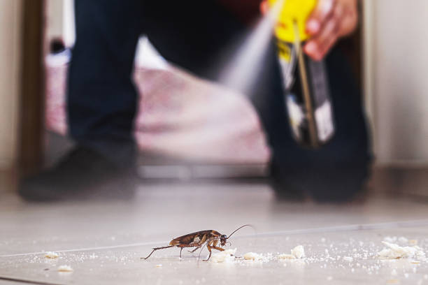 Best Spider Control Near Me  in Bay Harbor Islands, FL